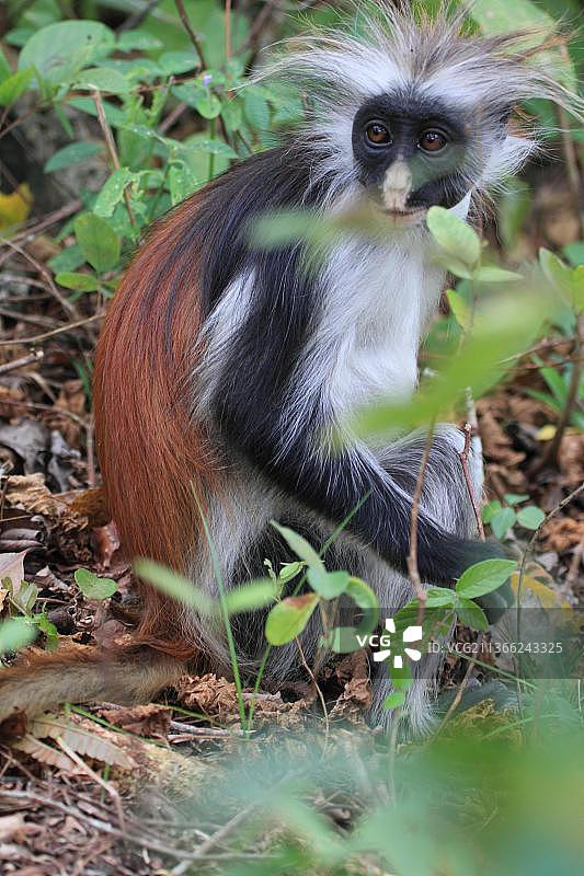 红疣猴图片素材