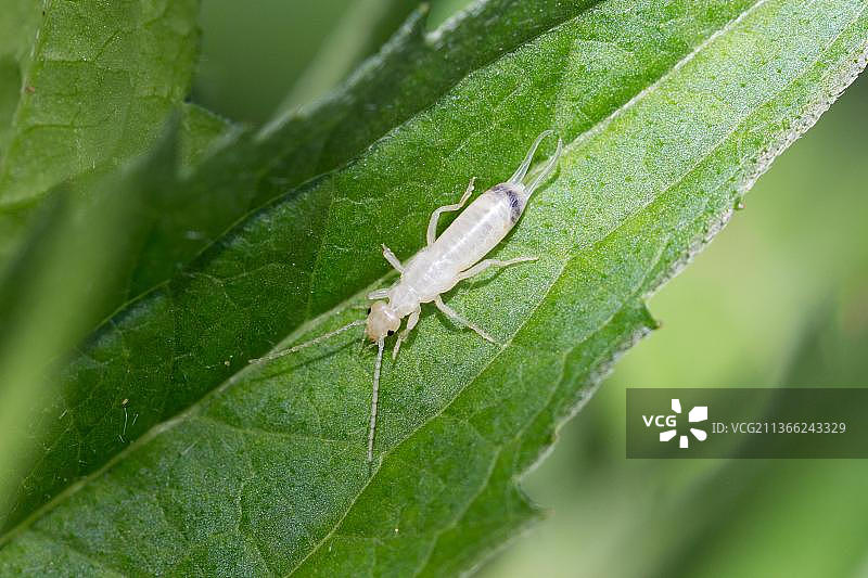 普通蠼螋图片素材