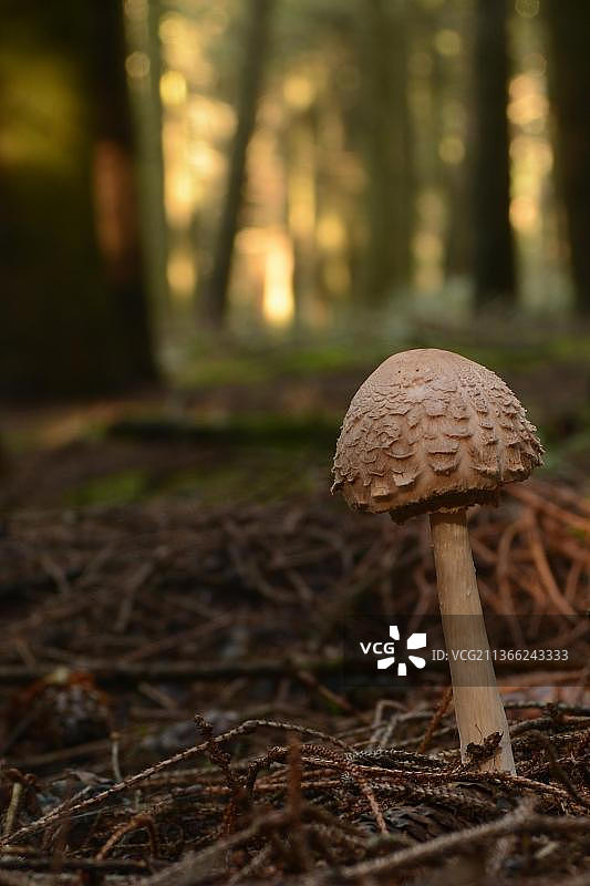 普通红菇伞图片素材