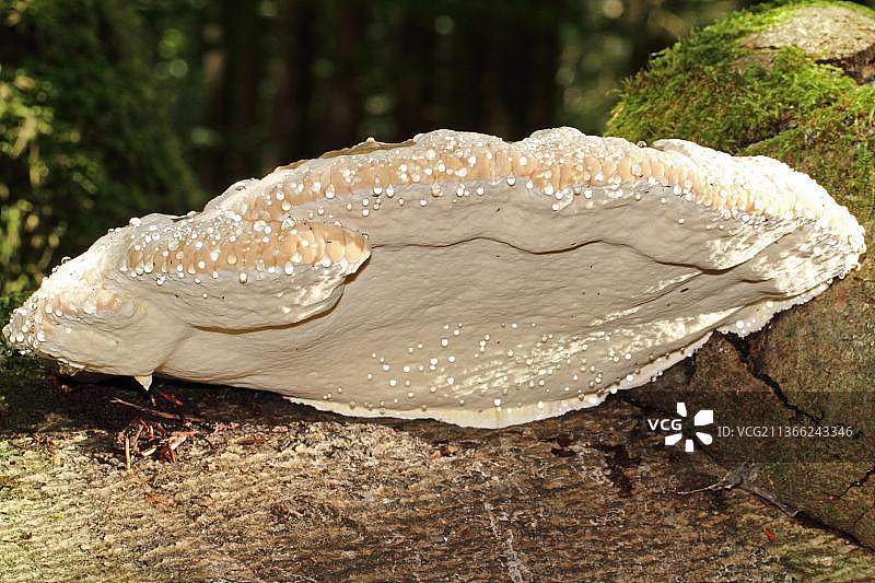 松杉树云芝图片素材