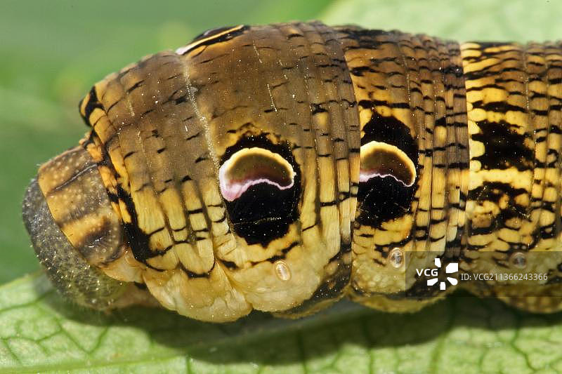 天蛾（Deilephila elpenor）毛虫图片素材