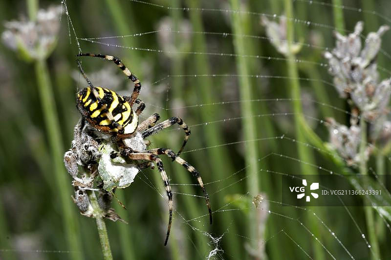 黄蜂蜘蛛图片素材