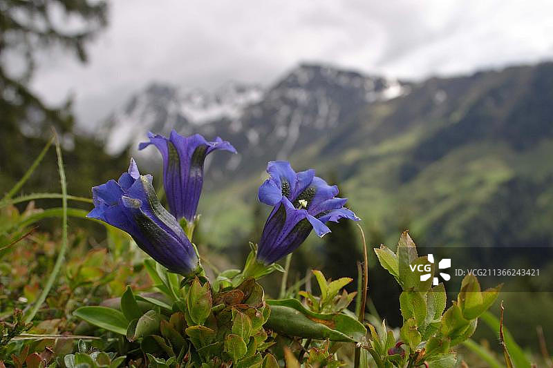 无茎龙胆（Gentiana acaulis）图片素材