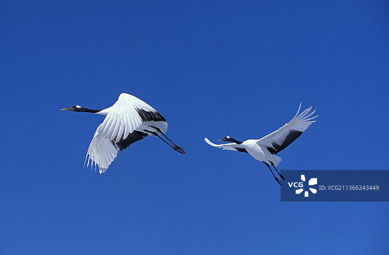 日本红顶鹤（丹顶鹤）飞翔于日本北海道的蓝天图片素材