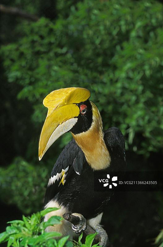 成年双角犀鸟图片素材