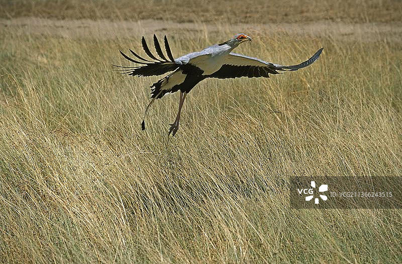 在坦桑尼亚塞伦盖蒂公园飞行的蛇鹫图片素材