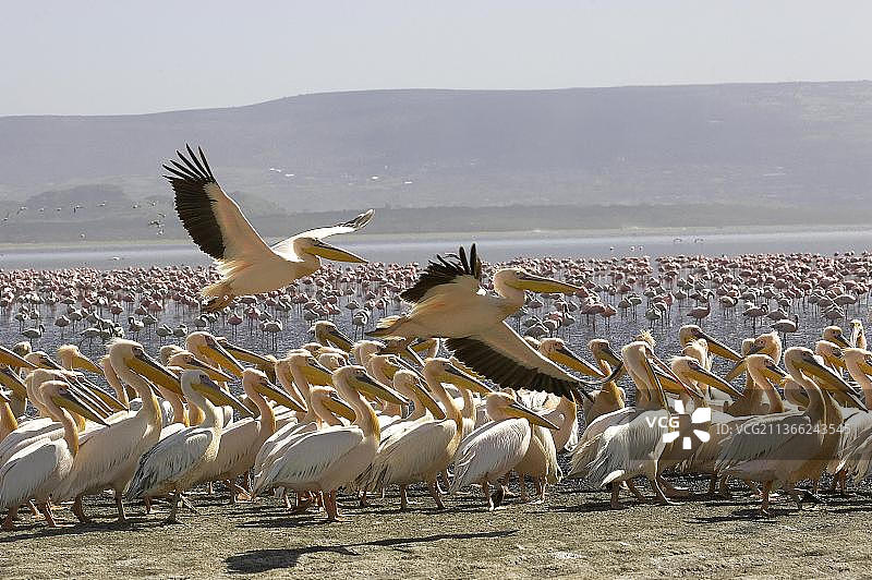 大白鹈鹕飞行图（肯尼亚纳库鲁湖）图片素材