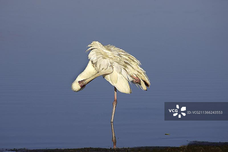 非洲琵鹭（platalea alba），成年鸟在水中梳理羽毛，位于肯尼亚的纳库鲁湖图片素材