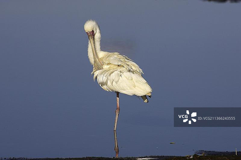 非洲琵鹭（platalea alba），成年鸟在水中梳理羽毛，位于肯尼亚的纳库鲁湖图片素材