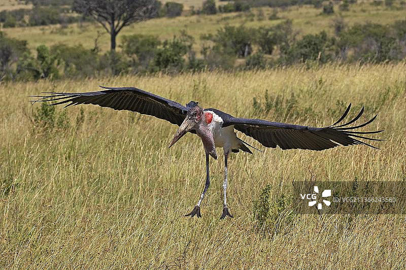 非洲秃鹳飞行，肯尼亚马赛马拉公园图片素材