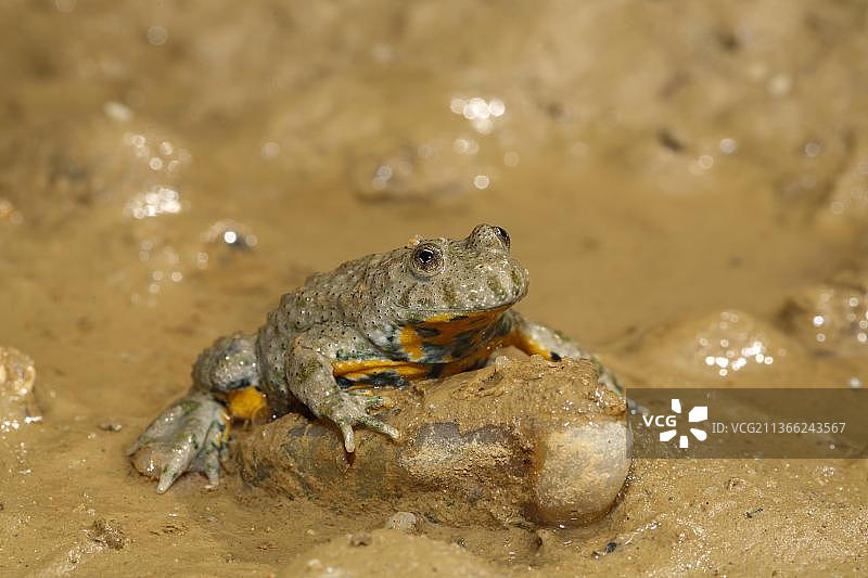 黄腹蟾图片素材