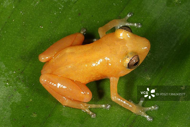 黄色雨蛙图片素材