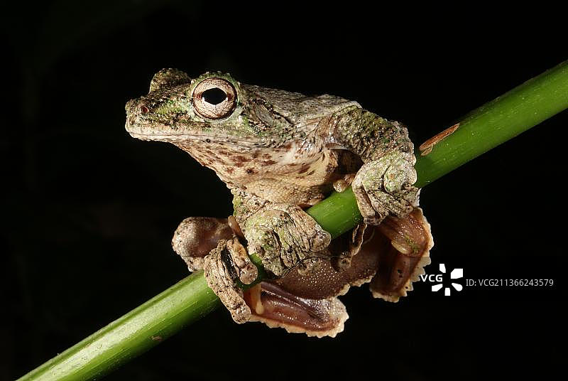委内瑞拉树蛙图片素材