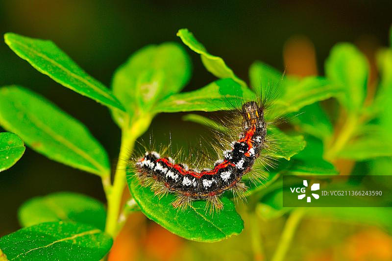 黄尾蛾毛虫图片素材