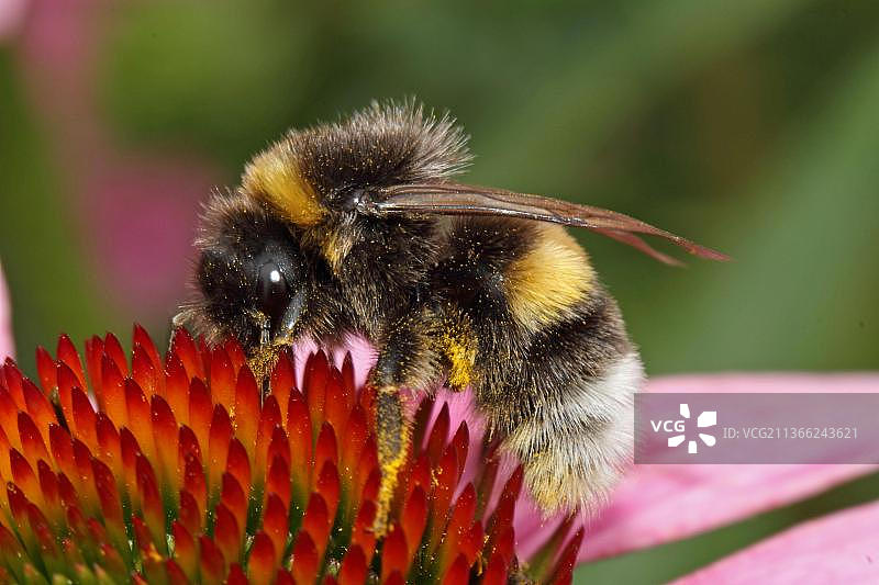 花园大黄蜂图片素材