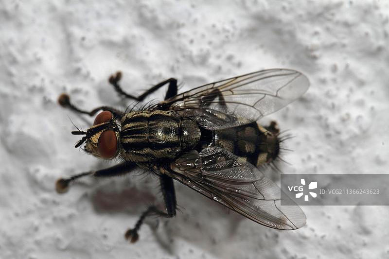 灰色麻蝇图片素材