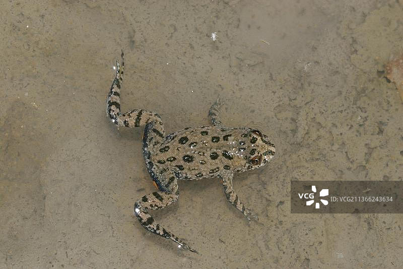 火腹蟾蜍图片素材