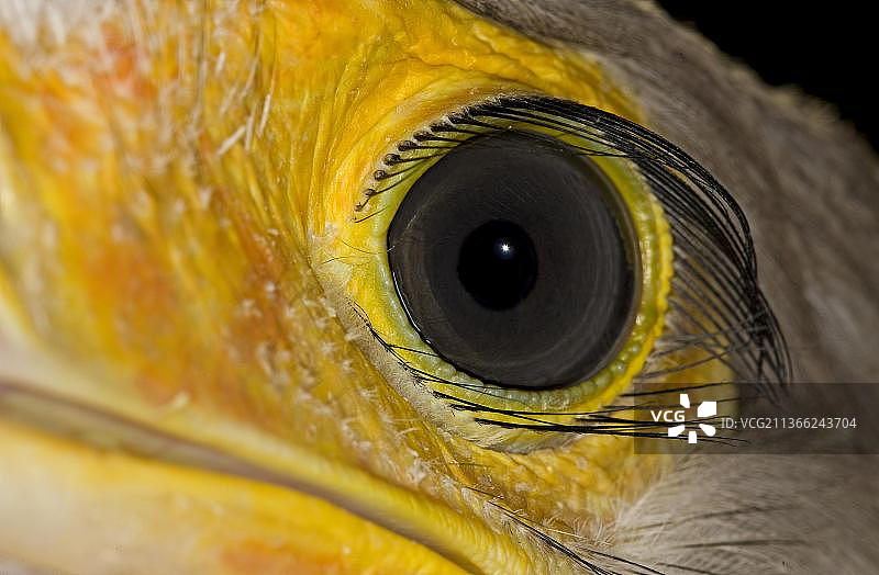 蛇鹫特写图片素材