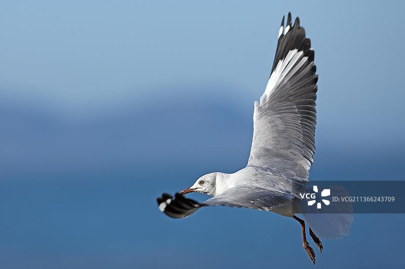 在南非赫曼努斯飞行的哈特劳伯海鸥幼鸟图片素材