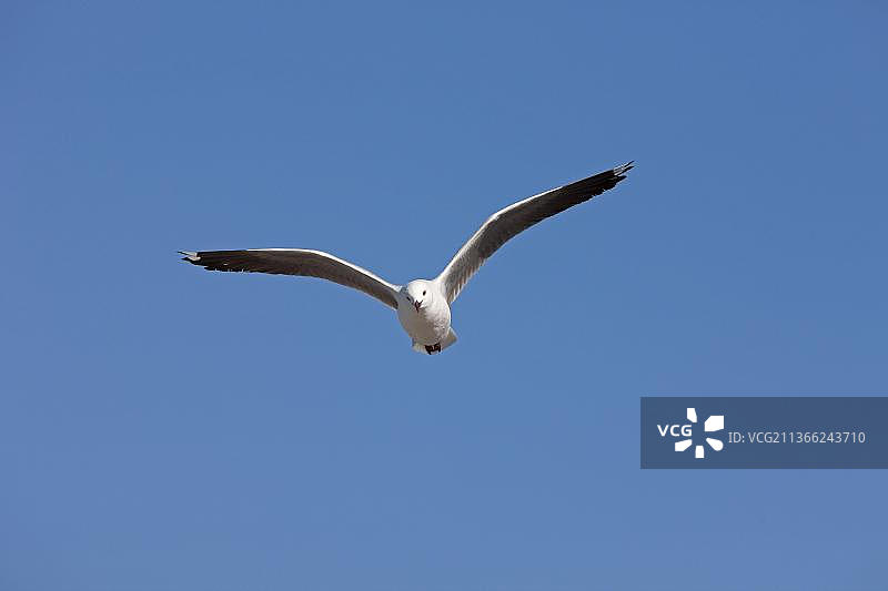 Hartlaub's鸥或King gulu, larus hartlaubii,成年飞行鸥,南非的Hermanus图片素材