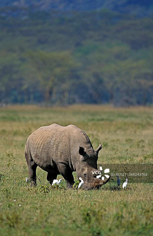 成年白犀牛与猫粮，纳库鲁公园，肯尼亚图片素材