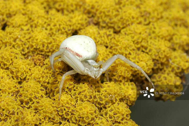 可变蟹蛛图片素材