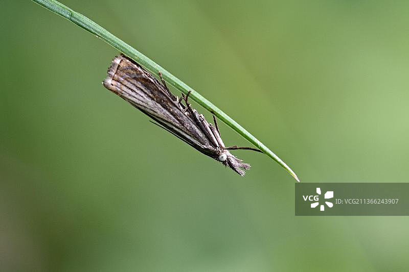 象鼻虫图片素材