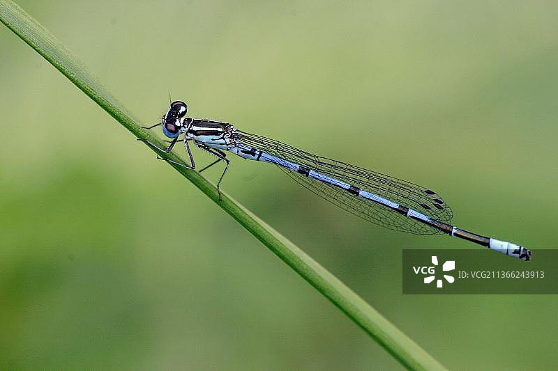 雄性马蹄豆娘图片素材