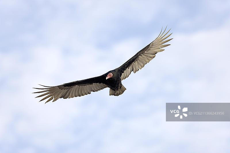 在秘鲁帕拉卡斯国家公园飞行的红头美洲鹫图片素材