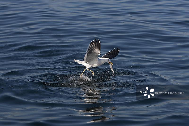 正在捕鱼的成年海带鸥，南非福尔斯湾图片素材
