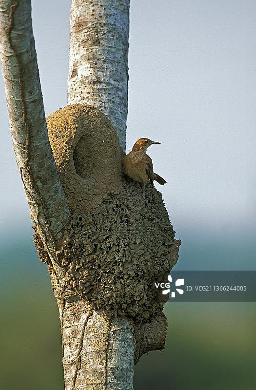 巴西潘塔纳尔湿地棕灶鸟巢穴图片素材