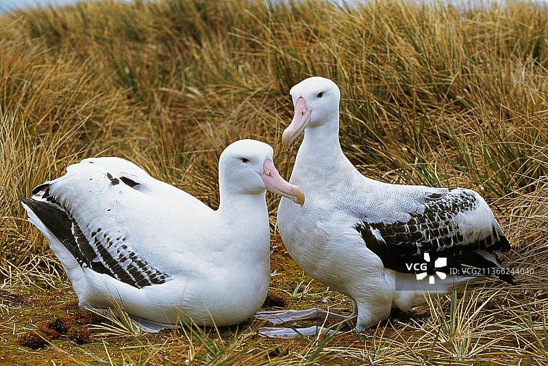 南部皇家信天翁（Diomedea epomophora），情侣求偶，南极洲图片素材