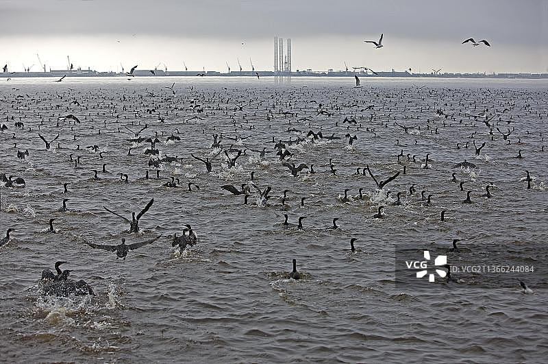 海上的大鸬鹚群，纳米比亚鲸湾附近图片素材