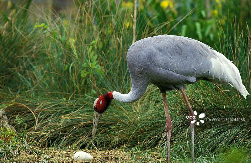 蓑羽鹤在巢中的蛋图片素材