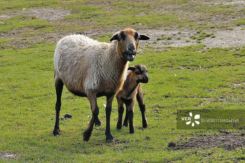喀麦隆绵羊与羔羊图片素材