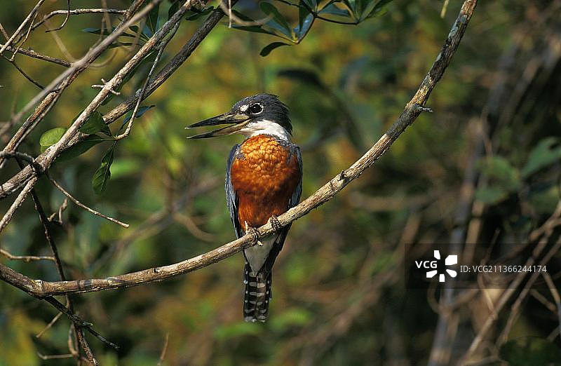领翡翠（大鱼狗），成鸟在巴西潘塔纳尔的树枝上鸣叫图片素材