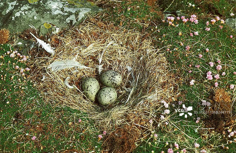 黑背鸥的鸟巢和蛋，英国图片素材