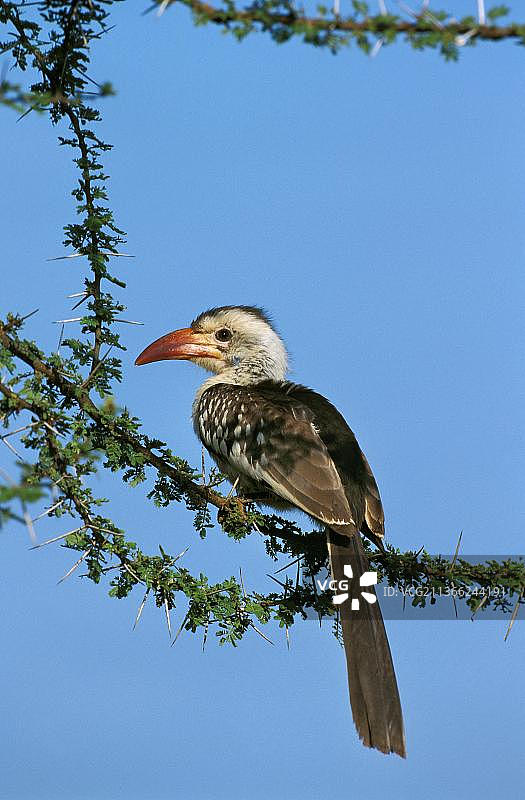红嘴弯嘴犀鸟：成年鸟栖息在肯尼亚的相思树上图片素材