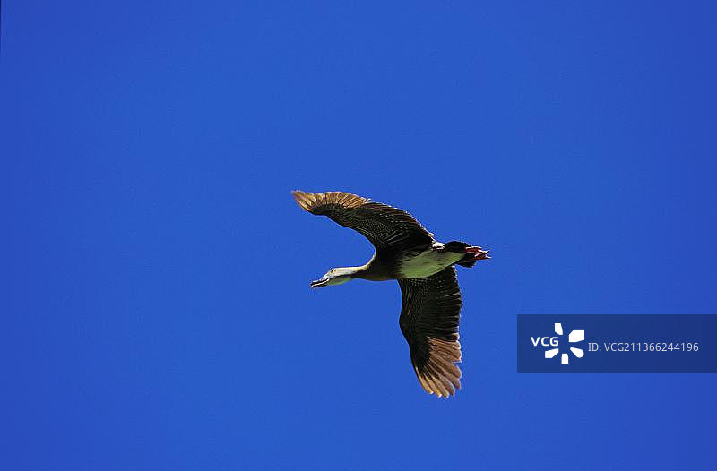 澳洲眼树鸭飞行图片素材