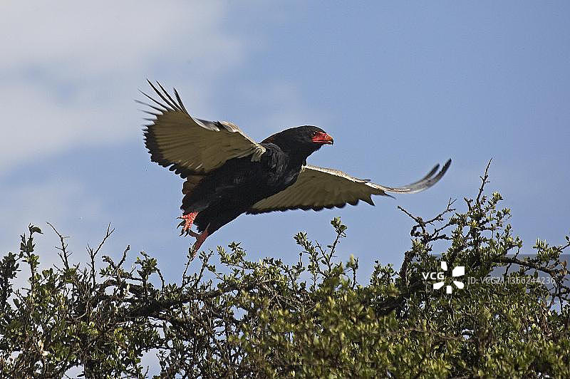 起飞的非洲鹫雕，肯尼亚马赛马拉公园图片素材