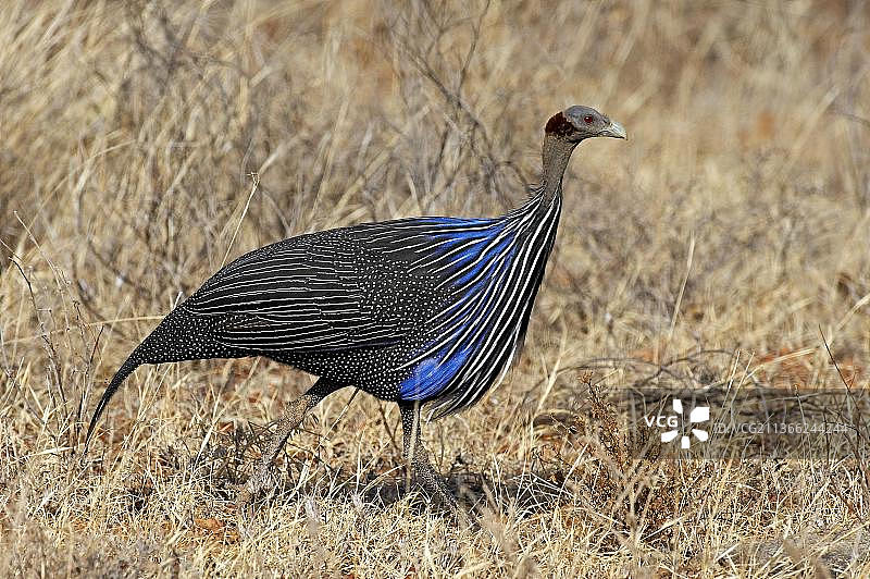 珠鸡，肯尼亚桑布鲁公园，非洲图片素材