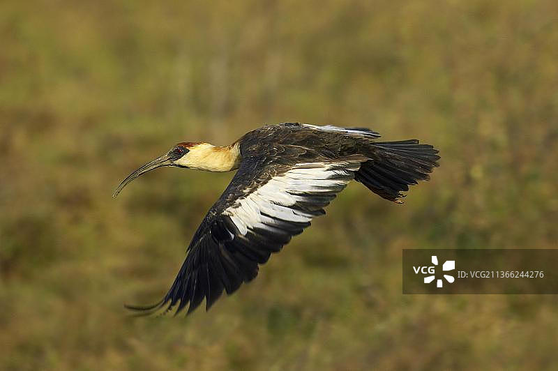 飞行中的黄颈䴉，委内瑞拉图片素材