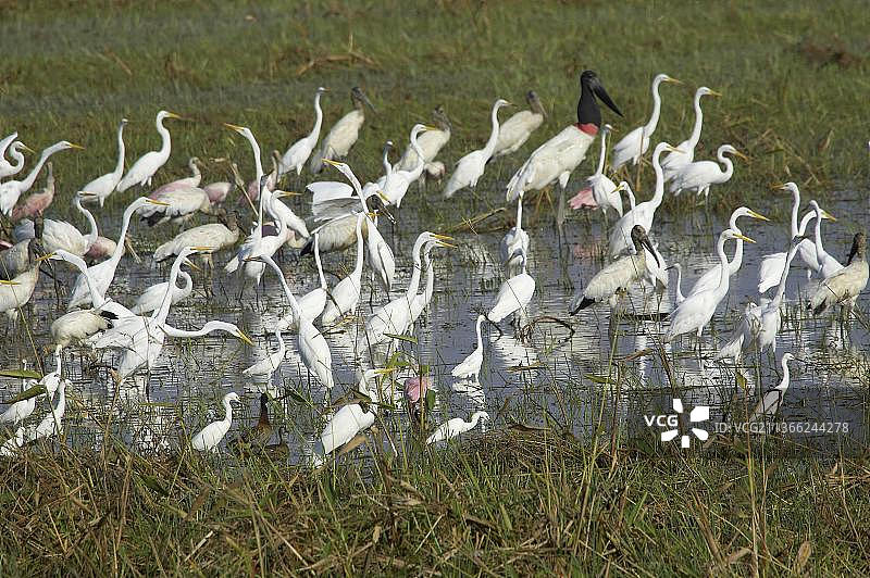 委内瑞拉沼泽地中的大白鹭群图片素材