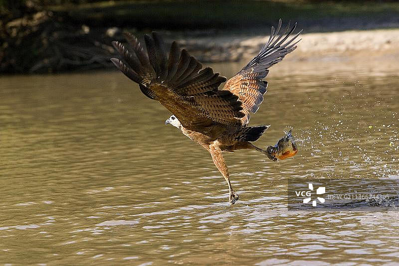 飞行中的黑领隼（学名：Busarellus nigricollis），在委内瑞拉洛斯亚诺斯河中捕鱼图片素材