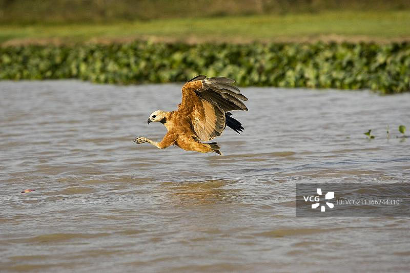 飞行中的黑领隼（学名：Busarellus nigricollis），在委内瑞拉洛斯亚诺斯河中捕鱼图片素材
