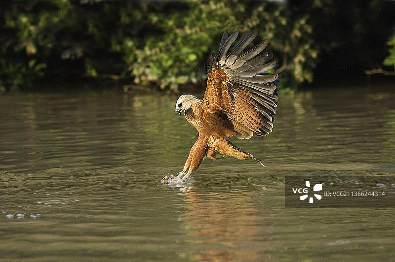 黑领鵟，成鸟，在委内瑞拉的洛斯亚诺斯飞行中抓着鱼图片素材