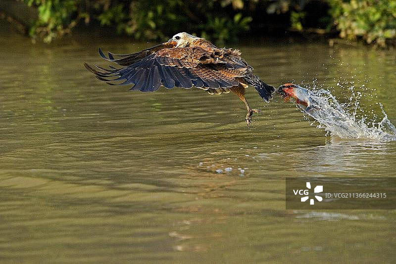 飞行中的黑领隼（学名：Busarellus nigricollis），在委内瑞拉洛斯亚诺斯河中捕鱼图片素材