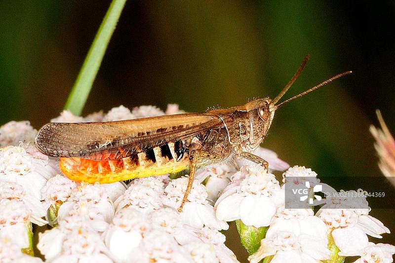 红腿蚱蜢图片素材