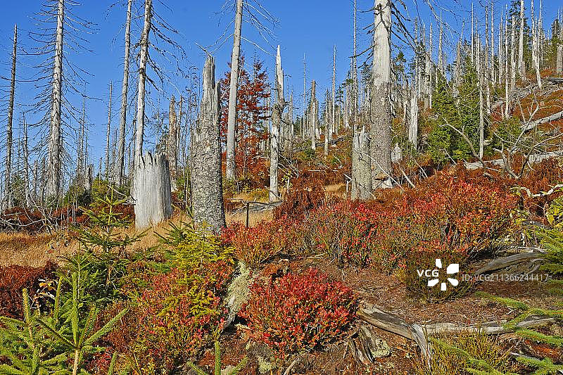 卢森山，巴伐利亚森林国家公园树皮甲虫灾害图片素材