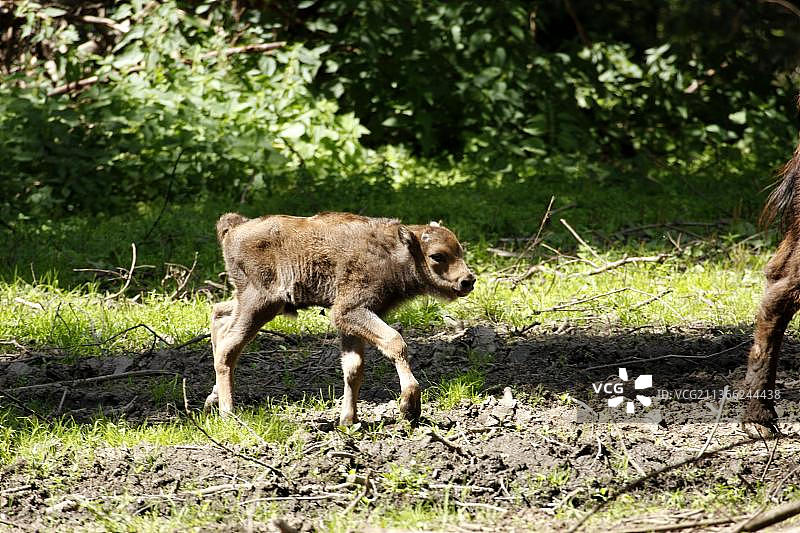 欧洲野牛幼崽图片素材